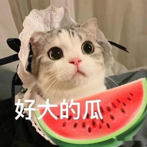 娱乐吃瓜君虐猫,道德底线何在？