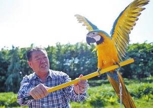 娱乐吃瓜遛鸟大师是谁呀,网络红人的传奇故事