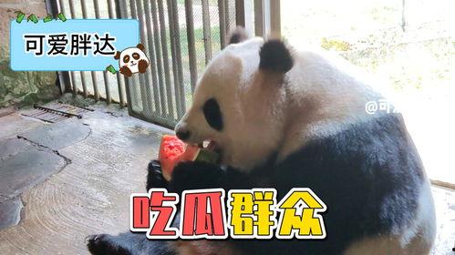 娱乐吃瓜熊猫视频下载,娱乐瞬间尽收眼底