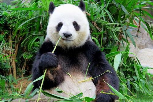 娱乐吃瓜熊猫视频下载,娱乐瞬间尽收眼底