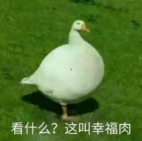 娱乐吃瓜鹅鸭视频大全,鹅鸭视频大全精彩回顾